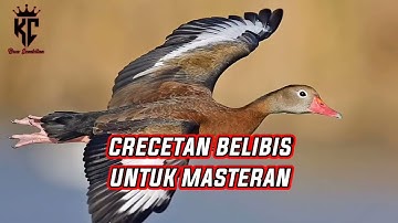 Suara Burung Belibis Cocok Buat Masteran Dan Pikat