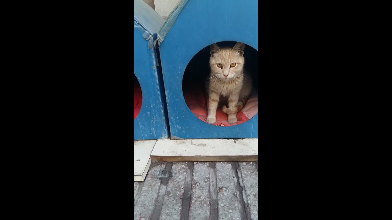 Sevimli Kedi Haydar ve Kartopu Cute Cat Haydar and Kartopu haydar