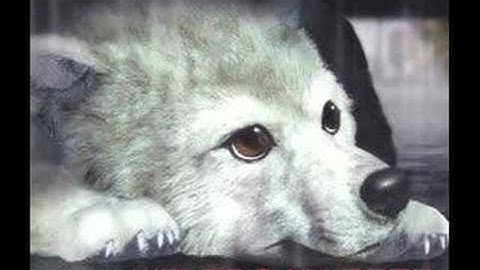 Wolf