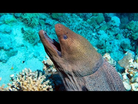 Vídeo: Moray (peix). Morena gegant: foto