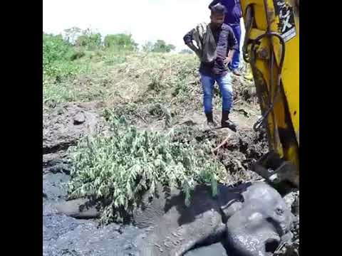 Vídeo: Elefante Atrapado En El Barro En Kenia, Salvado Por Equipos De Rescate