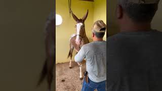 PINTOR DO JAM x PERSA MARCHADOR