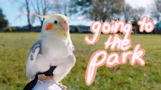 My Cockatiel Goes to the Park