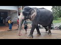 🔴Unbelievable moment wildlife elephant Sri Lanka in Asian animal rescue | Wild Elephant 07 Octo 2025