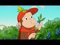 Nicke Nyfiken 🐵 Nickes Första Scoututflykt 🐵 Tecknad Film för Barn 🐵 Helt Avsnitt