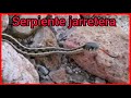 Serpiente jarretera