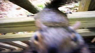 I GOT ATTACKED BY A SQUIRREL