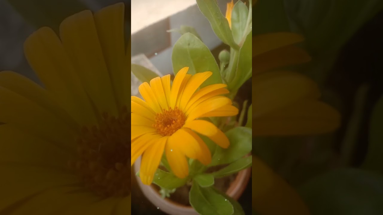 my beautiful terrace garden 🪴 