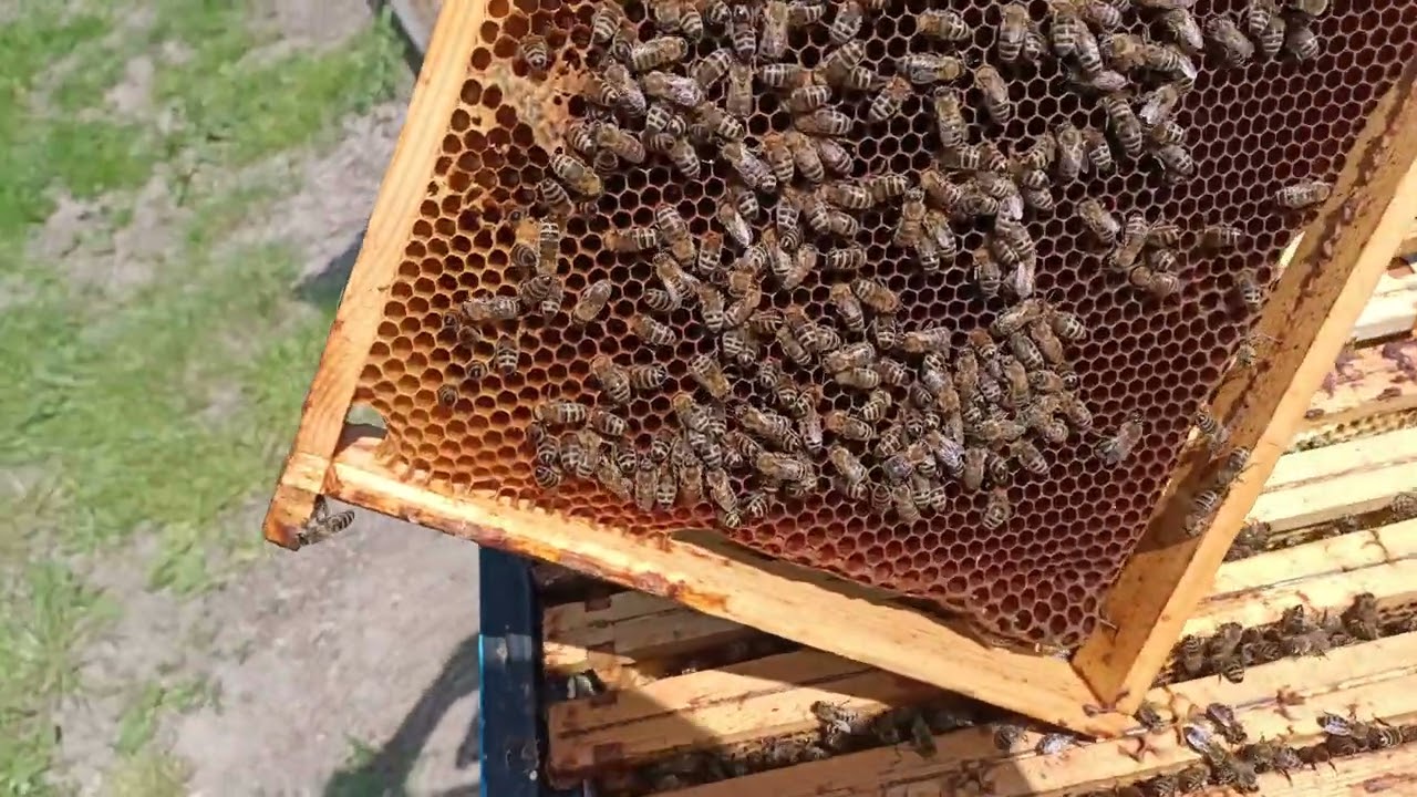 Ramki po miodobraniu... i co dalej