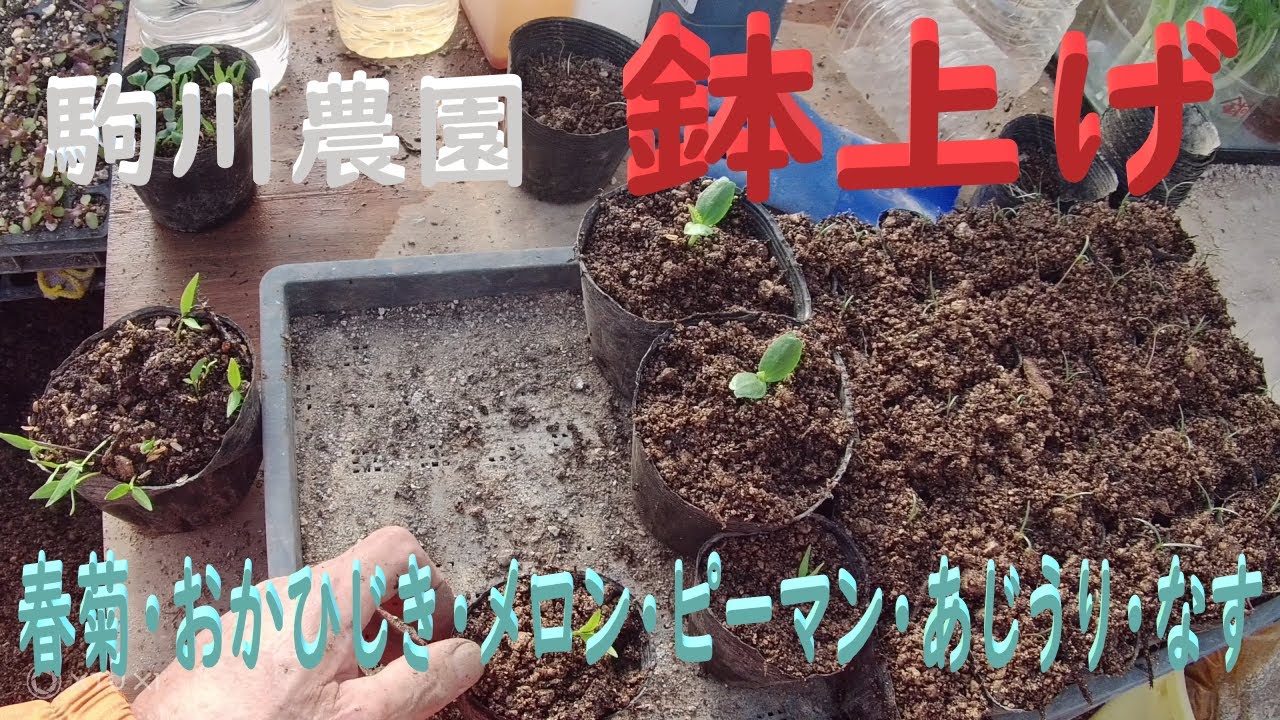 Potting up seedlings: Aiming for 100 varieties - Komagawa Farm