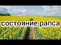 ДО РАПСА 3КМ, ЧТО ДЕЛАТЬ? BEEKEEPING. BEE. ПЧЕЛОВОДСТВО.