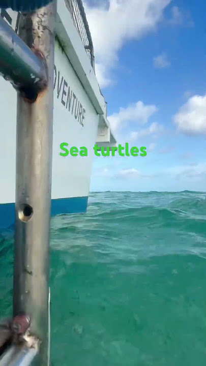 Sea turtle #beats #music #audio 