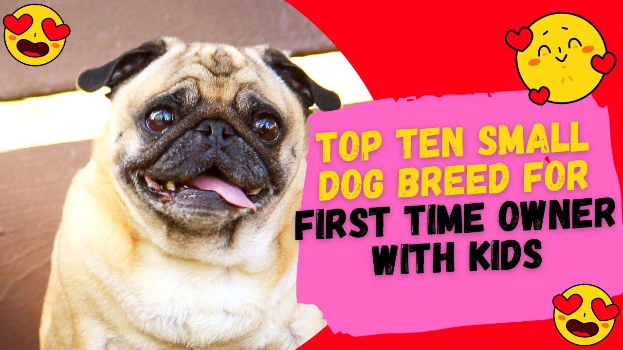 Top ten small dog breeds for firsttime owners with kids YouTube
