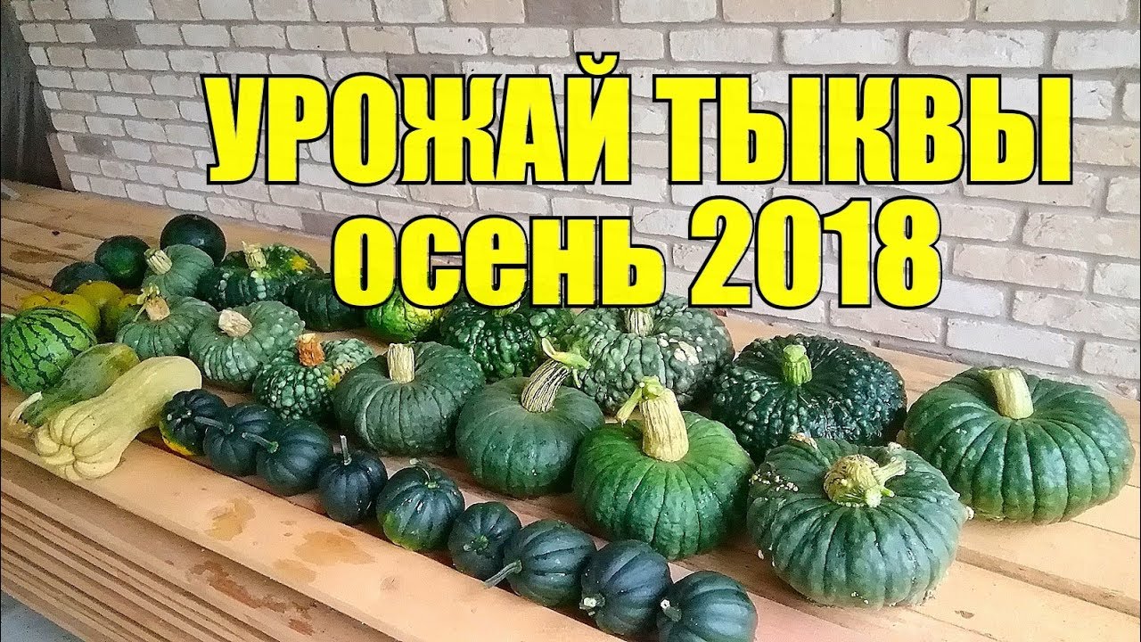 Вот такой он— мой УРОЖАЙ ТЫКВЫ!!! #урожай #тыква #огород #pumpkin