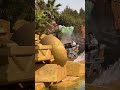 【ドンキーコングエリア】トロッコのスプラッシュダウン!