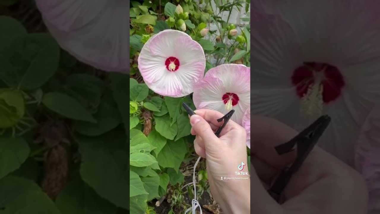 Listen To The Sound Of Electricity Made From This Plant 