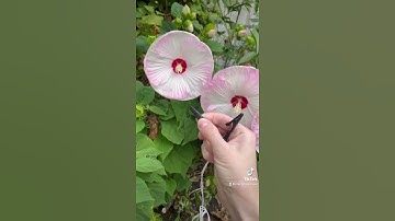 Thumbnail of Listen to the sound of the electricity made from this plant!