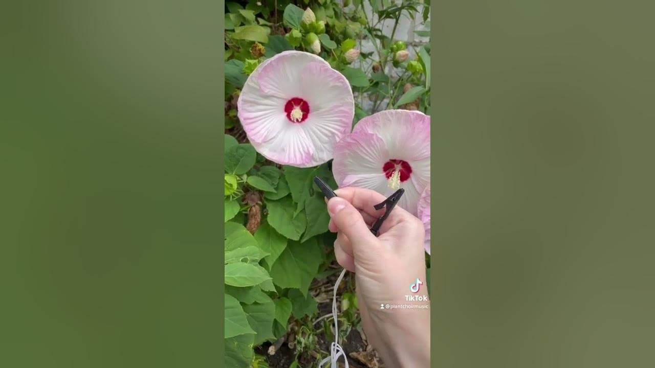 Listen to the sound of the electricity made from this plant!