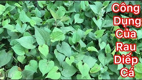 CÔNG DỤNG CỦA RAU DIẾP CÁ VỚI SỨC KHỎ