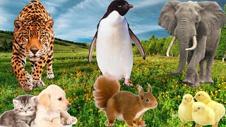 Familiar Animal sounds:Cat, Dog,Tiger, Elephant, penguin, Squirrel, Chicken-Animal Moments by Animal Moments  2,319 views 3 months ago 6 minutes, 17 seconds
