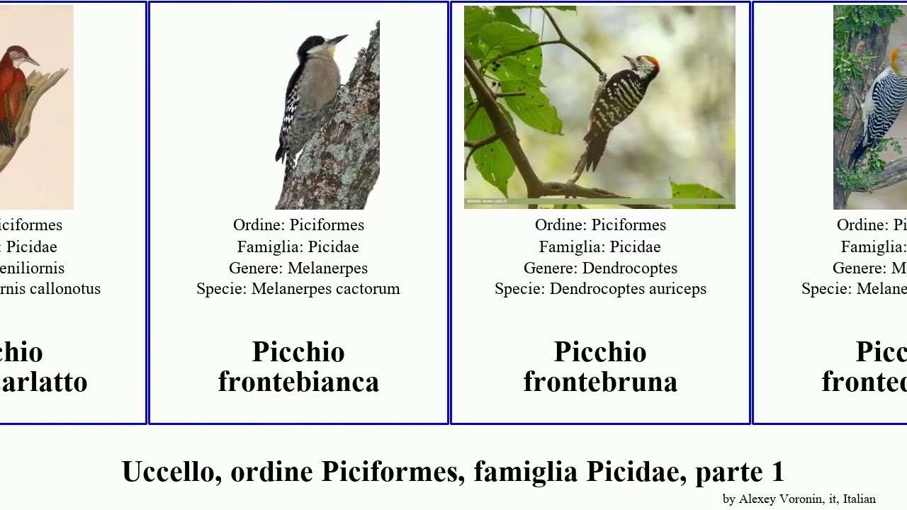 Uccello, ordine Piciformes, famiglia Picidae, parte 1 picchio dendrocopos fiamma dorso bird comune