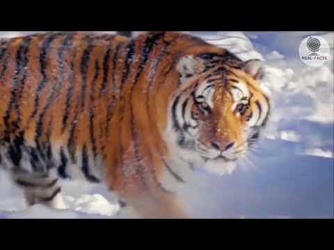 Wounded tiger came to the house of a man to ask for help