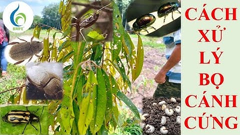 Xử lý bọ cánh cứng gây hại trên cây trồng | Cây sầu riêng | Kỹ thuật cây trồng | Bảo Minh FE