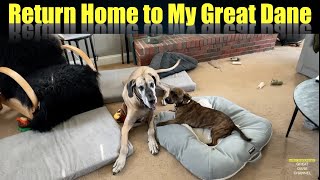 Returning Home to My Great Dane and Reggie by Great Dane Channel 360 views 10 days ago 4 minutes, 22 seconds