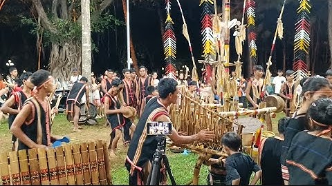 Hòa tấu nhạc cụ đàn t