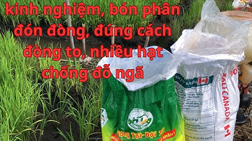 LÚA HÈ THU, chọn phân đón đòng , PHÂN ĐƠN , để tăng năng xuất