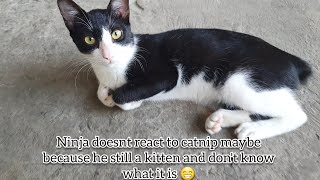 Why Do Some Cats Not React to Catnip? by Cats Life PH 355 views 1 month ago 3 minutes, 7 seconds