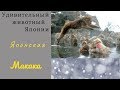 Японская горная макака/Japanese Macaques