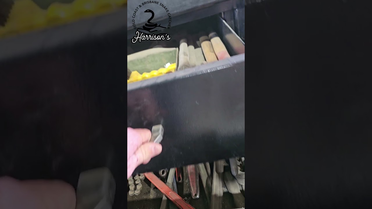 Redbelly black snake in stockleigh 