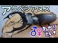 【クワガタ カブトムシ生活】 アクベシアヌス ミヤマ 幼虫 エサ交換 【stag beetle】