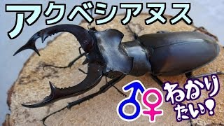 【クワガタ カブトムシ生活】 アクベシアヌス ミヤマ 幼虫 エサ交換 【stag beetle】