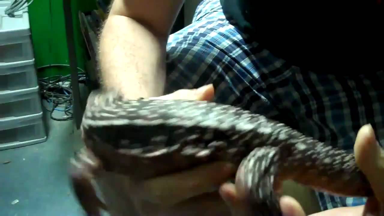 tarantula spider BORIS AND THE PARAGUAYAN RED TEGU