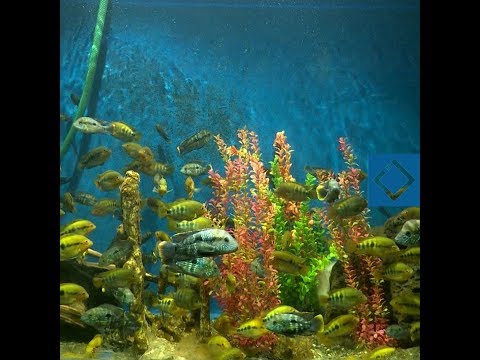4 კონტინენტის 80 სახეობის წყალქვეშა ბინადარი ბათუმის აკვარიუმში
