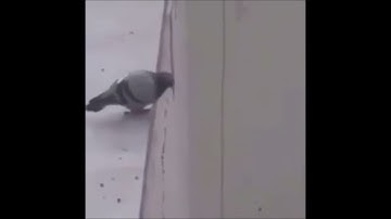 Original Tiktok Wee meme [me voy a matar weeee] (Read the description for the translation)