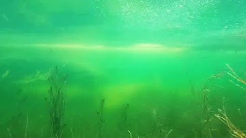 Videoklippi lammelta. Videoclip from pond.