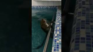Monkey in the swimming pool