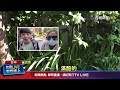 「桂葉黃梅」又稱米老鼠樹！ 春夏開花.秋季結果