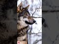 The Journey of Wolf Pups From Birth to Pack Members #wolf #shorts #information #youtubeshorts