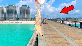 Tossing Shrimp Under the Gulf Pier for the Most Random Fish