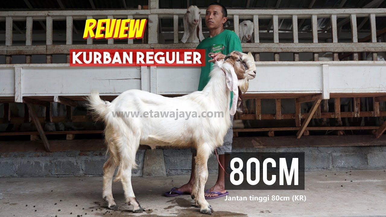 Review Kambing Kurban Reguler 80cm 29 Juli 2018 - YouTube
