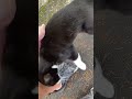 Cat Can’t Get Enough Love!