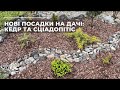 Нові посадки на дачі: кедр та сціадопітіс