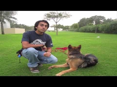 How to teach ANY dog to Come when called!