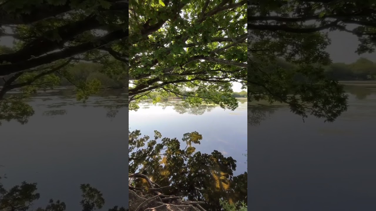 Peaceful Lake on a Summer Morning.😌🌿☀️ 
