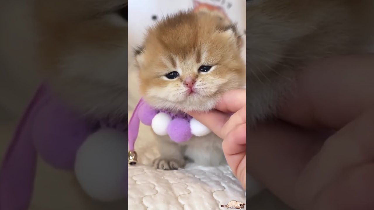 Daily FUNNY & CUTE Internet CATS n°28