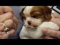 Watch Our Newborn Cavalier Puppies Grow Up!